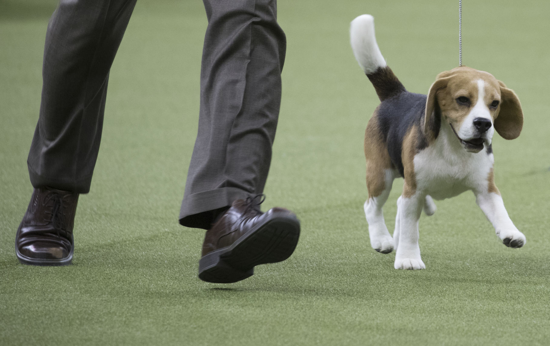 6. Beagle